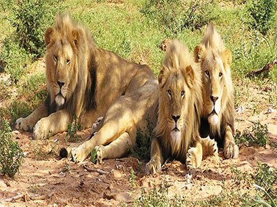 Gir Forest gujarat